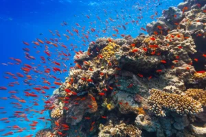 duiken op curacao